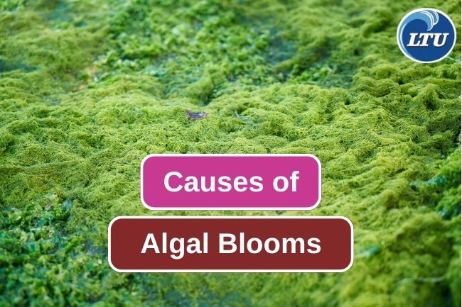 What Is Algal Blooming And How It Can Happen